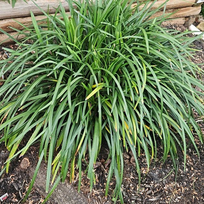 Photo of the plant species Monkey Grass by @ElatedLuronium named Monkey on Greg, the plant care app