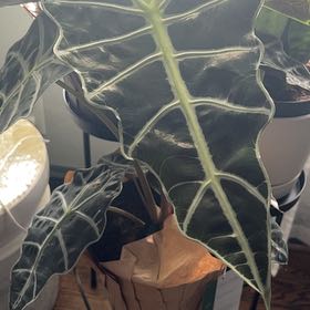 Photo of the plant species Alocasia 'Polly' by @FreeChilli11 named Polly on Greg, the plant care app