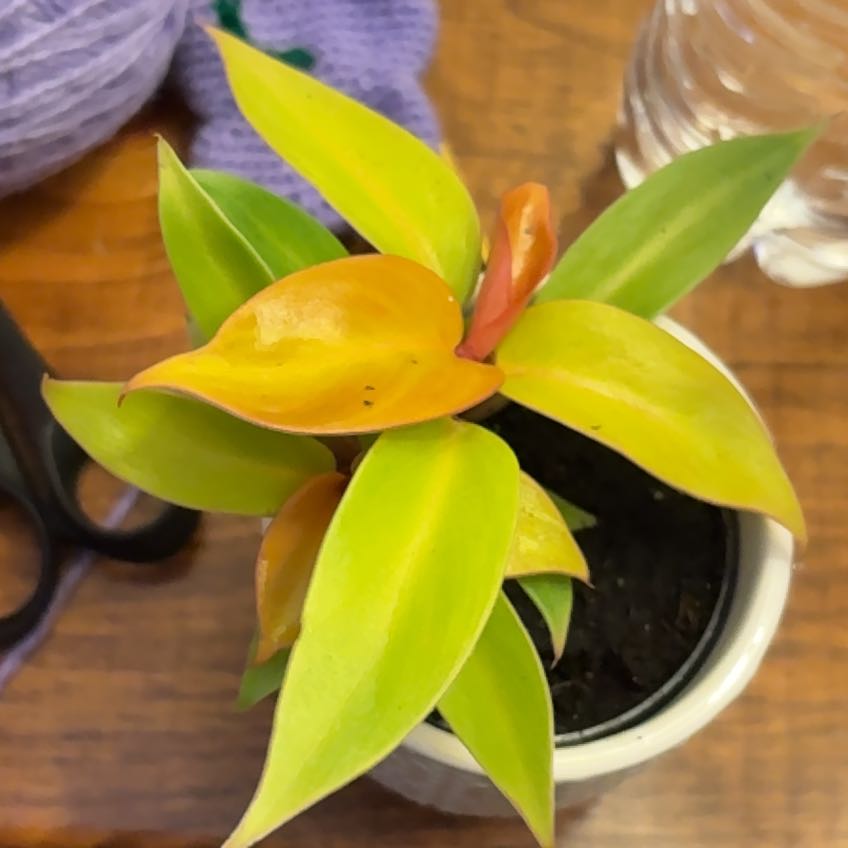 Photo of the plant species Red Sun Philodendren by @DashingSedge1 named Sproutacus on Greg, the plant care app