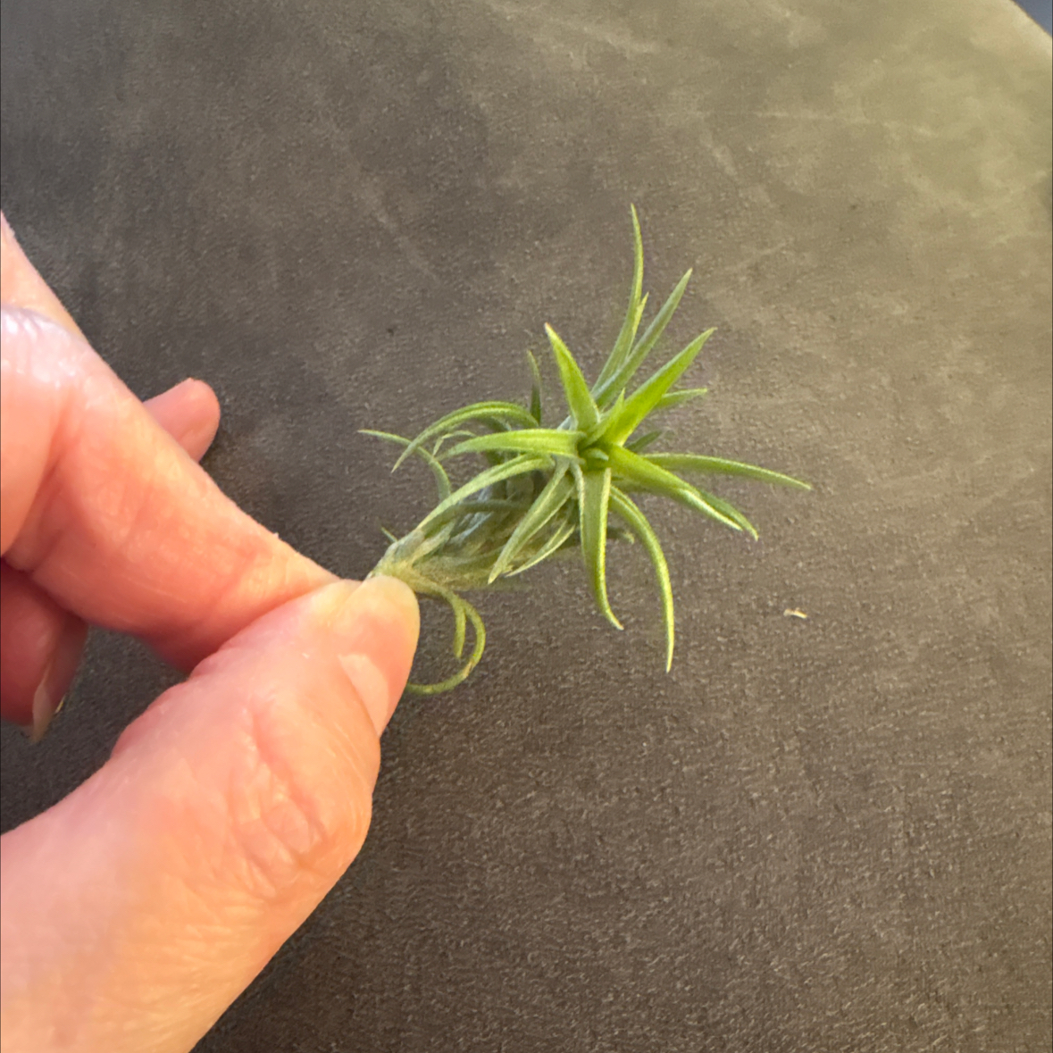 Photo of the plant species Neglecta by @DashingSedge1 named Luna on Greg, the plant care app