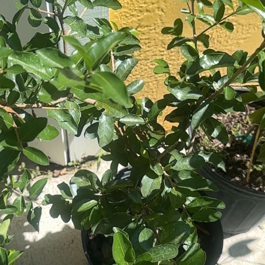 Photo of the plant species Barbados Cherry by @FirstStingray30 named Xena on Greg, the plant care app