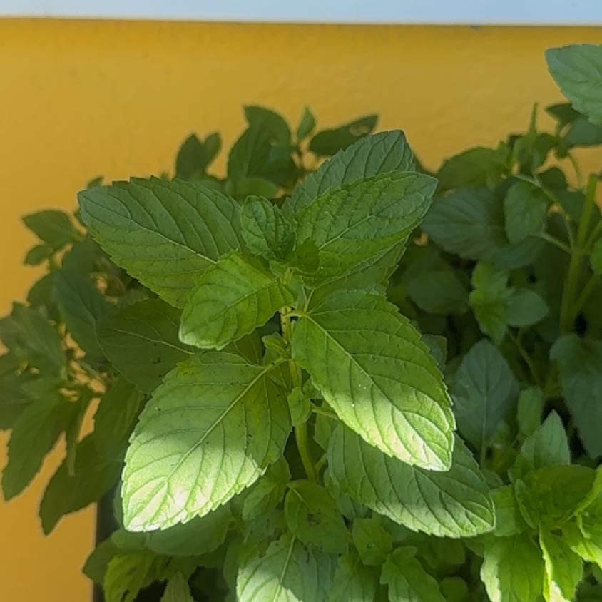Photo of the plant species Mint by @FirstStingray30 named ChloroPhil on Greg, the plant care app