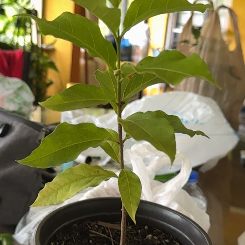 Photo of the plant species Peanut Butter Fruit by @FirstStingray30 named Harper on Greg, the plant care app