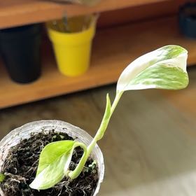 Photo of the plant species Monstera lechleriana 'Variegata' by @FirstStingray30 named Darwin on Greg, the plant care app