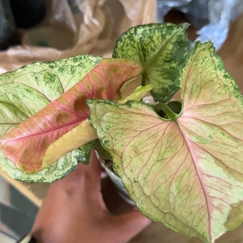 Photo of the plant species Syngonium Strawberry Ice by @FirstStingray30 named Doja Cat on Greg, the plant care app