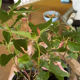 Photo of the plant species Party Time Alternanthera by @FirstStingray30 named Luna on Greg, the plant care app