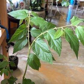 Photo of the plant species Muntingia by @FirstStingray30 named Jamaican cheery on Greg, the plant care app