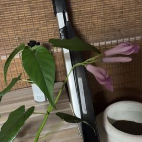 Photo of the plant species Tree Morning Glory by @FirstStingray30 named Gregarious on Greg, the plant care app