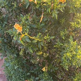 Photo of the plant species Yellow Bells by @GoodyTejocote1 named Bieber on Greg, the plant care app