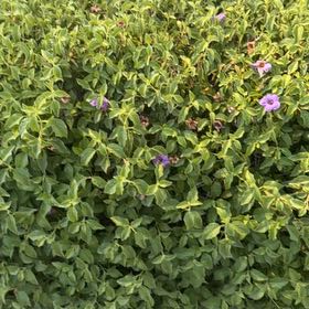 Photo of the plant species Mile-a-Minute Vine by @GoodyTejocote1 named Planty on Greg, the plant care app