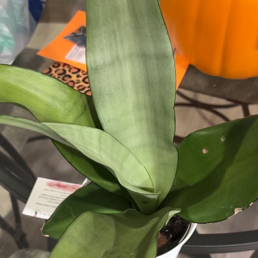 Photo of the plant species moonshine snake plant by @JocundCowslip40 named Salizar on Greg, the plant care app