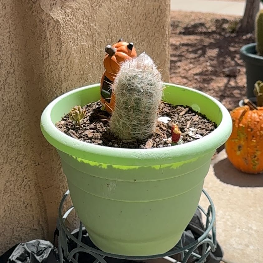 Photo of the plant species White Column Foxtail Cactus by @AceLime76 named Stella on Greg, the plant care app