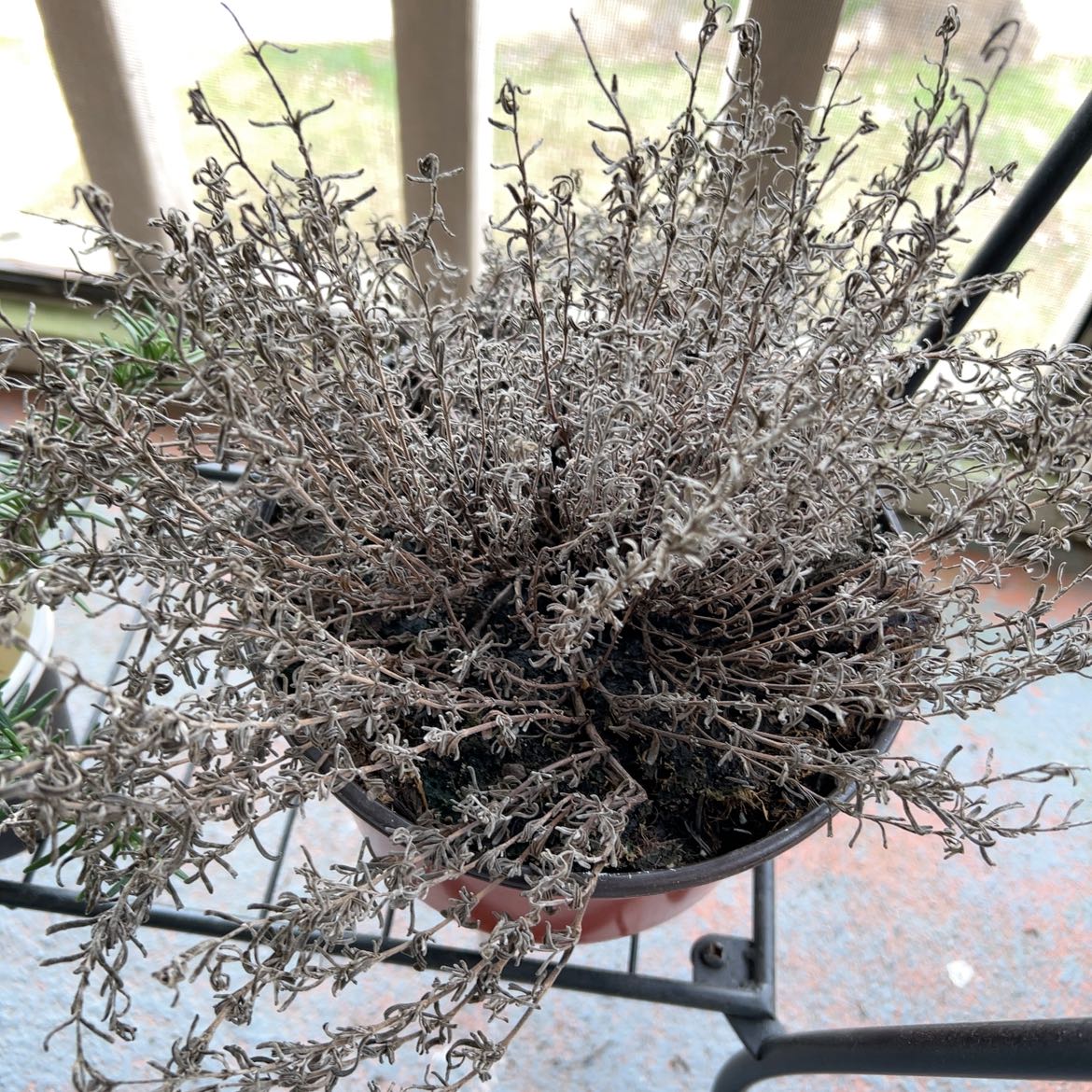 Photo of the plant species Leucophyta by @RulerTaro21 named Brownie on Greg, the plant care app