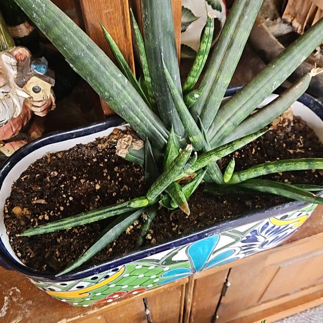 Photo of the plant species cylindrical snake plant by @TitanicPepper71 named Orwell on Greg, the plant care app