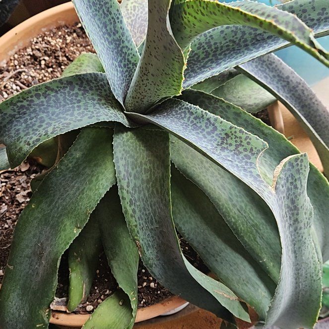 Photo of the plant species Mangave 'Freckles and Speckles' by @TitanicPepper71 named Harry on Greg, the plant care app