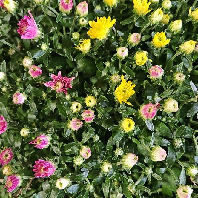 Photo of the plant species Garden Mum 'Leo' by @TitanicPepper71 named Fernie Mac on Greg, the plant care app