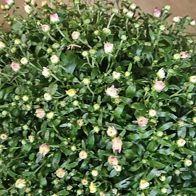 Photo of the plant species Garden Mum 'Leo' by @TitanicPepper71 named Gaga on Greg, the plant care app