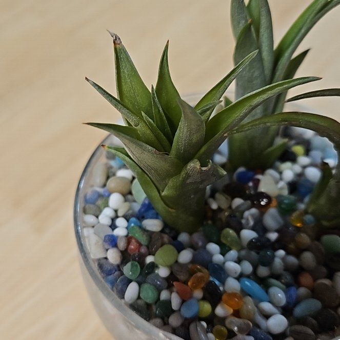 Photo of the plant species Air Plant by @TitanicPepper71 named Remington on Greg, the plant care app