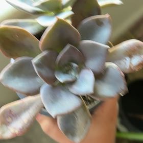 Photo of the plant species Graptoveria 'Jacaranda' by @HighAster78 named Coco on Greg, the plant care app