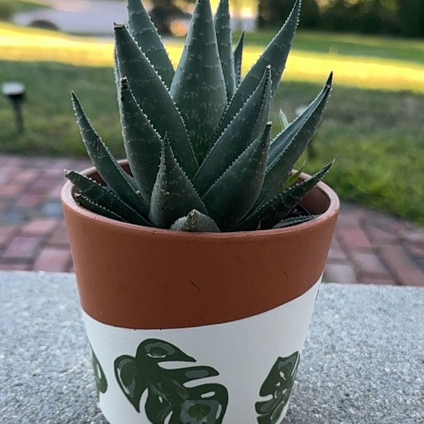 Photo of the plant species Haworthia savanna by @NotableCucumber named Daphne on Greg, the plant care app