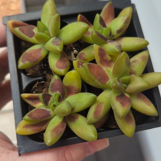 Photo of the plant species Sedum adolphi 'Guacamole' by @SaviorJonquil72 named da Vinci on Greg, the plant care app
