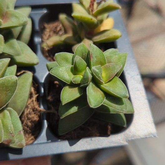 Photo of the plant species Crassula 'Springtime' by @SaviorJonquil72 named Mochi on Greg, the plant care app