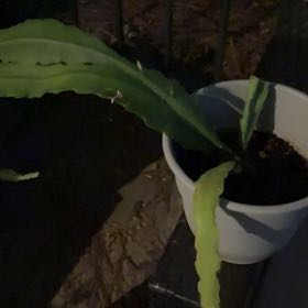 Photo of the plant species Desert Christmas Cactus by @MightyBrandegea named Fernie Mac on Greg, the plant care app