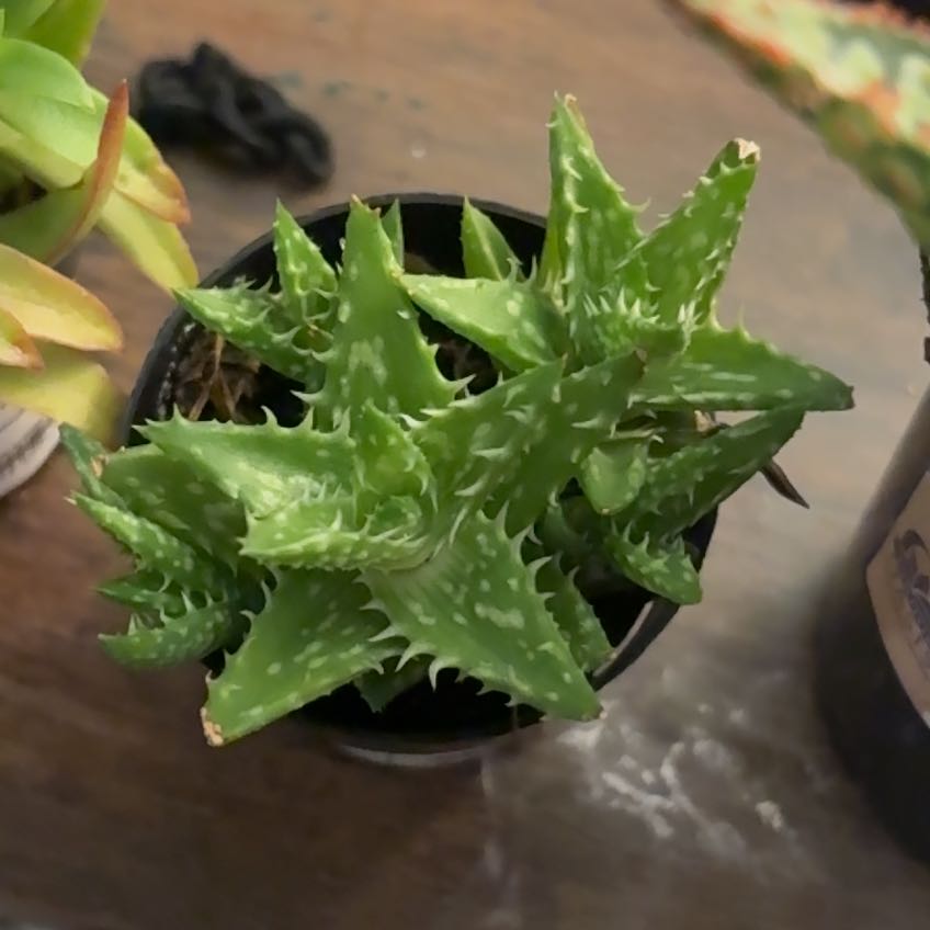 Photo of the plant species Yemen Aloe by @AdonicSedum13 named Little spikes on Greg, the plant care app