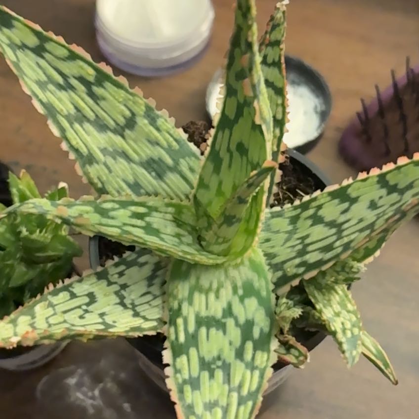 Photo of the plant species Aloe 'Mauna Kea' by @AdonicSedum13 named Spikes on Greg, the plant care app