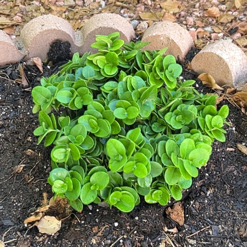 Photo of the plant species Boxwood Beauty by @BDuffy13 named Darwin on Greg, the plant care app