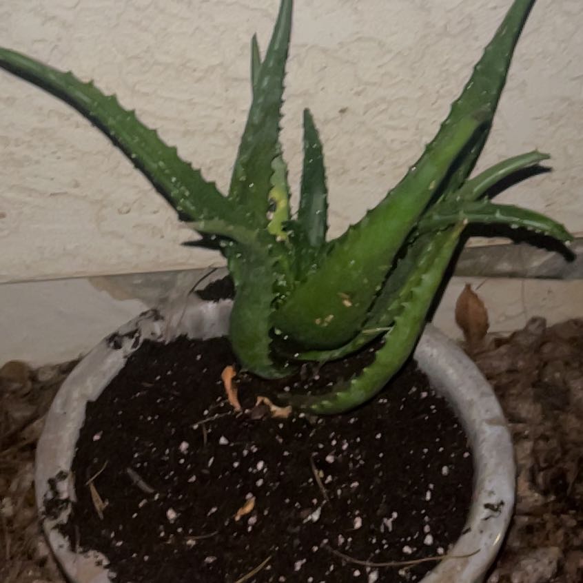 Photo of the plant species Starfish Aloe by @BDuffy13 named Shakira on Greg, the plant care app