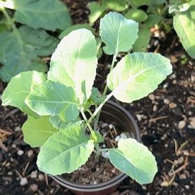 Photo of the plant species Broccoli by @IconRhodotus16 named Surya on Greg, the plant care app