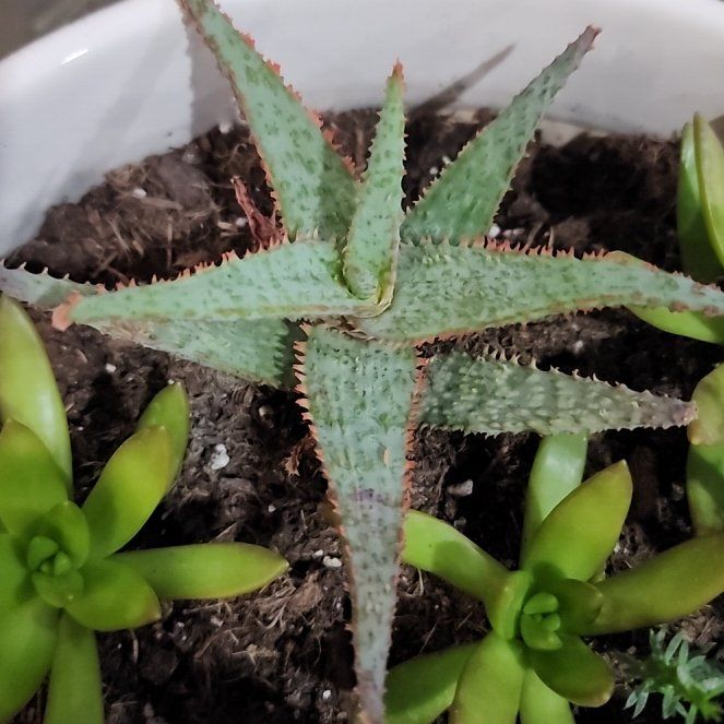 Photo of the plant species Aloe Hybrid by @CloakedIceFire named Justin on Greg, the plant care app