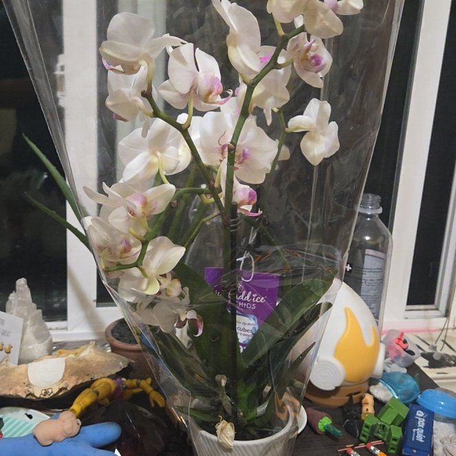 Photo of the plant species Crape Myrtle 'Petite Orchid' by @FairTaraire49 named Orwell on Greg, the plant care app