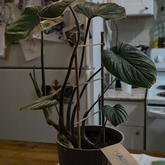 Photo of the plant species Philodendron mamei by @PioneerCorn68 named Doja Cat on Greg, the plant care app
