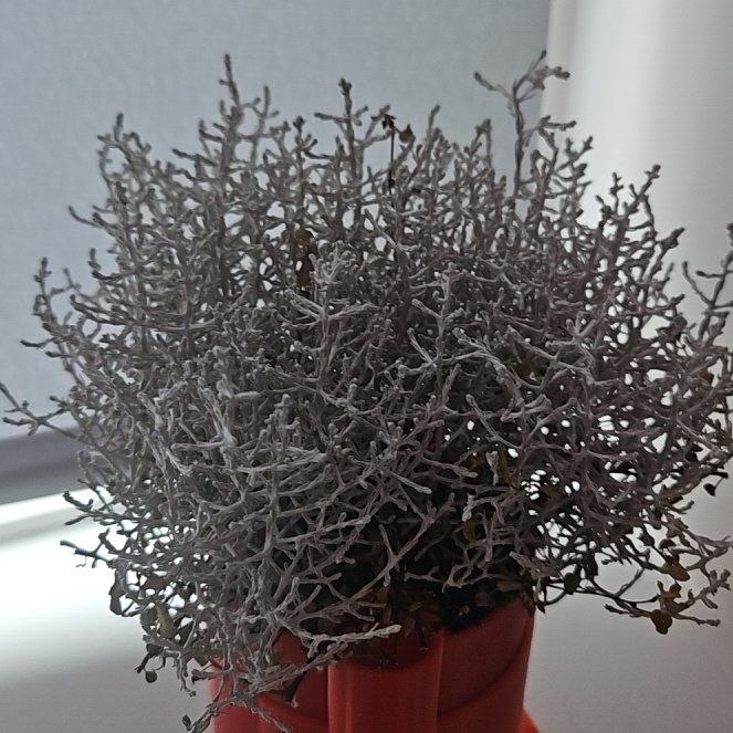 Photo of the plant species Leucophyta by @VerifiedRimu named Beckham on Greg, the plant care app
