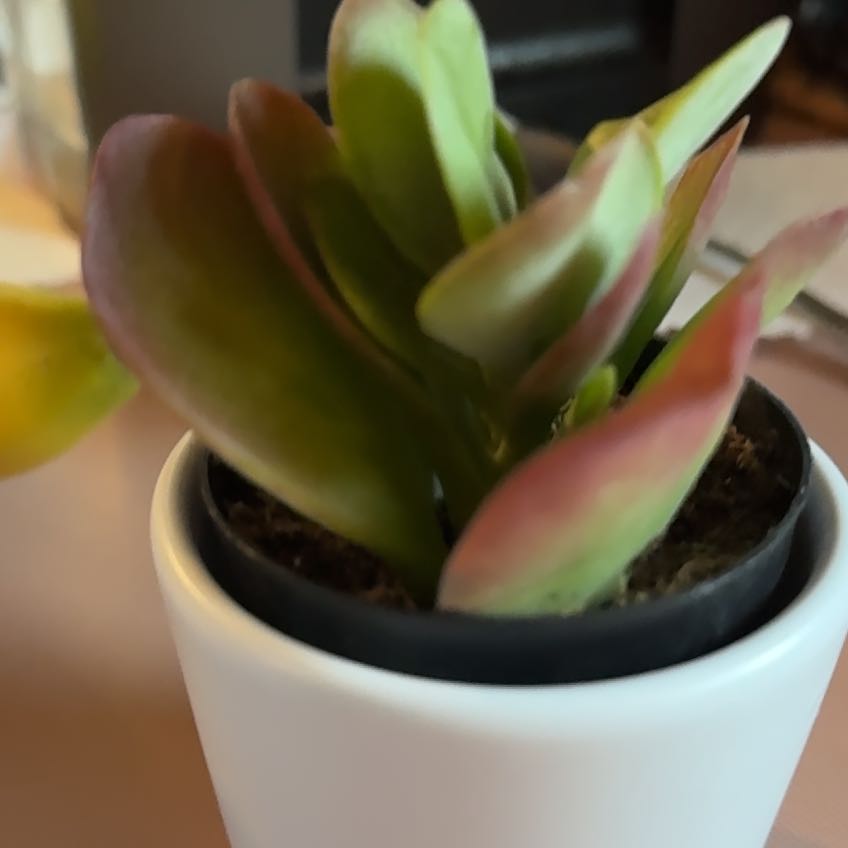 Photo of the plant species Kalanchoe 'Dragonfire' by @GreatestBaybean named Athena on Greg, the plant care app