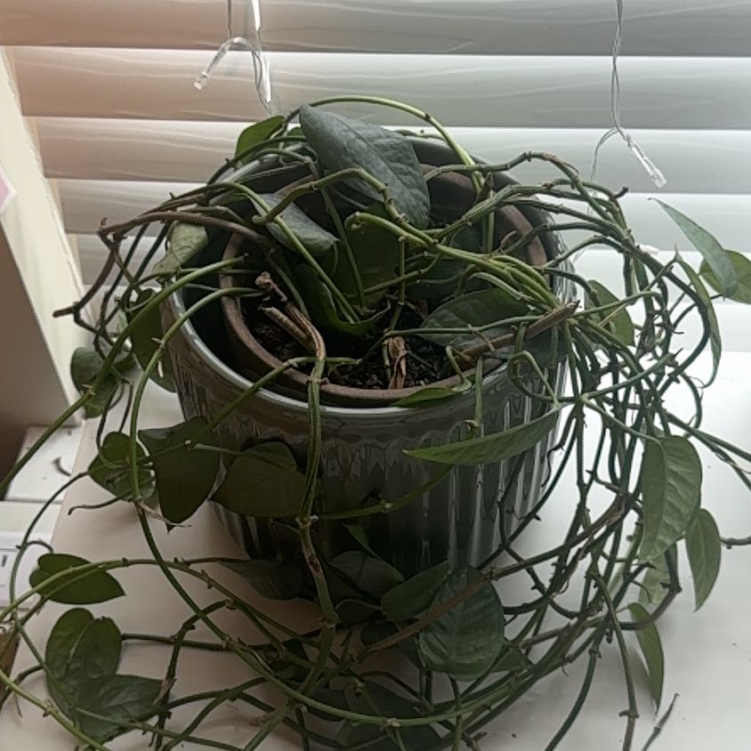Photo of the plant species Setha Bloom Pothos by @SalientLlavea84 named Basil on Greg, the plant care app