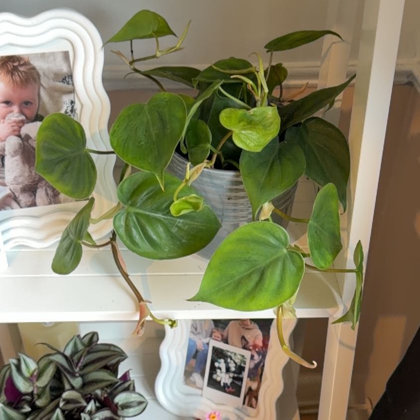 Photo of the plant species Devils Ivy by @Ry.will03 named Devil child on Greg, the plant care app