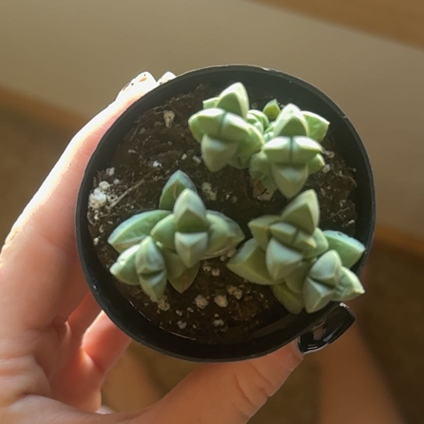 Photo of the plant species Corpuscularia by @ColossalGray1 named Zeus on Greg, the plant care app