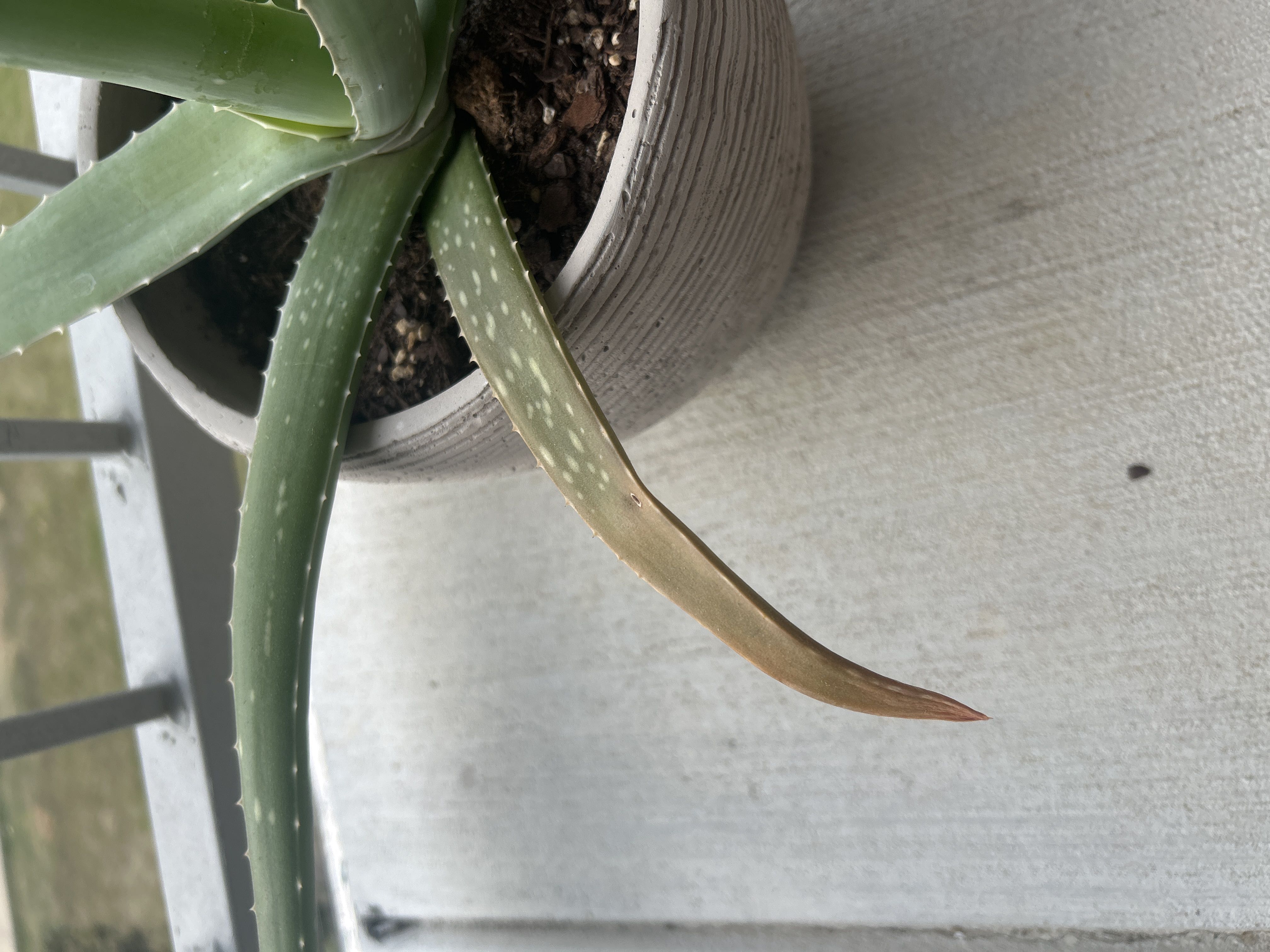 Photo from the post