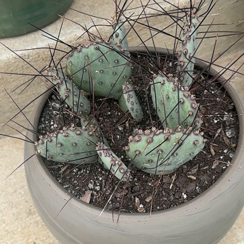 Photo of the plant species Black-Spined Prickly Pear by @AnewRedbean42 named Gomez on Greg, the plant care app