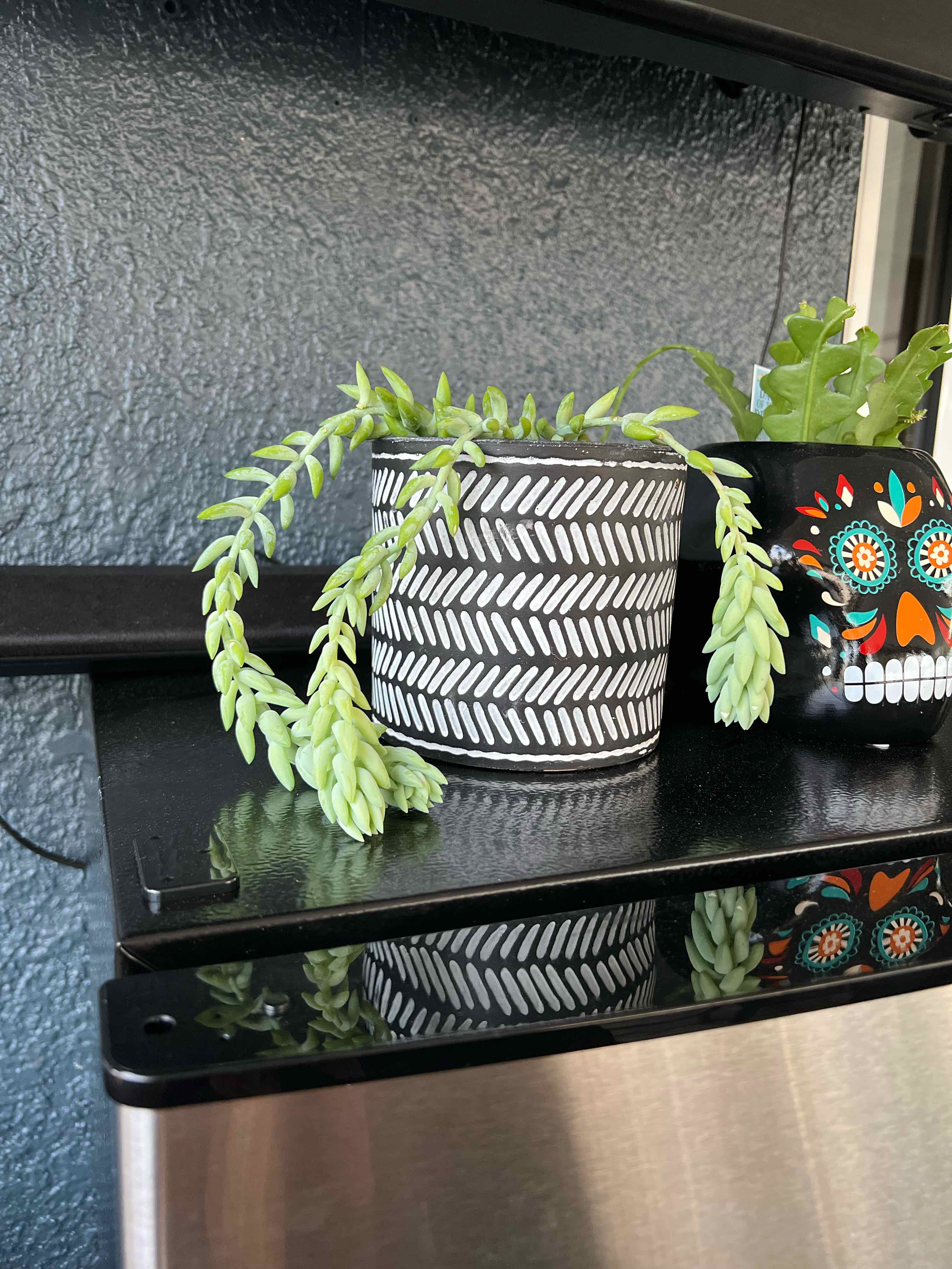 Graptosedum 'Blue Giant' plant in a decorative pot, healthy green leaves, no visible soil.