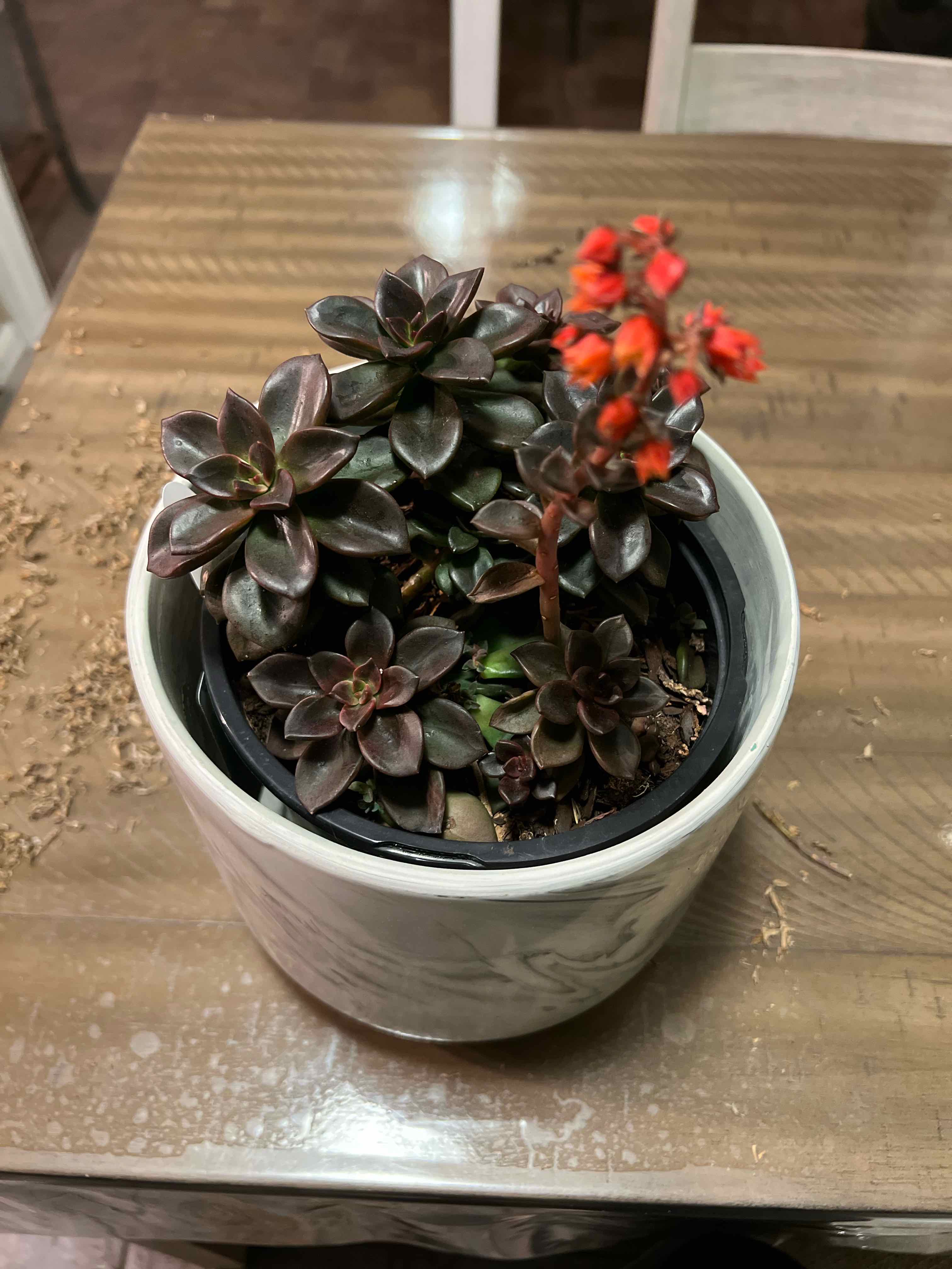 Echeveria 'Licorice' plant in a pot with red flowers, healthy dark leaves.