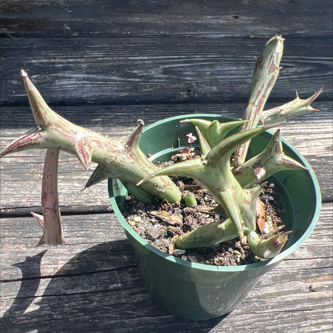 Photo of the plant species Carrion Plant by @KatheyKorner named Estrellita on Greg, the plant care app