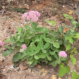 Photo of the plant species Rose Meadowsweet by @JulieCaroline named Harry on Greg, the plant care app