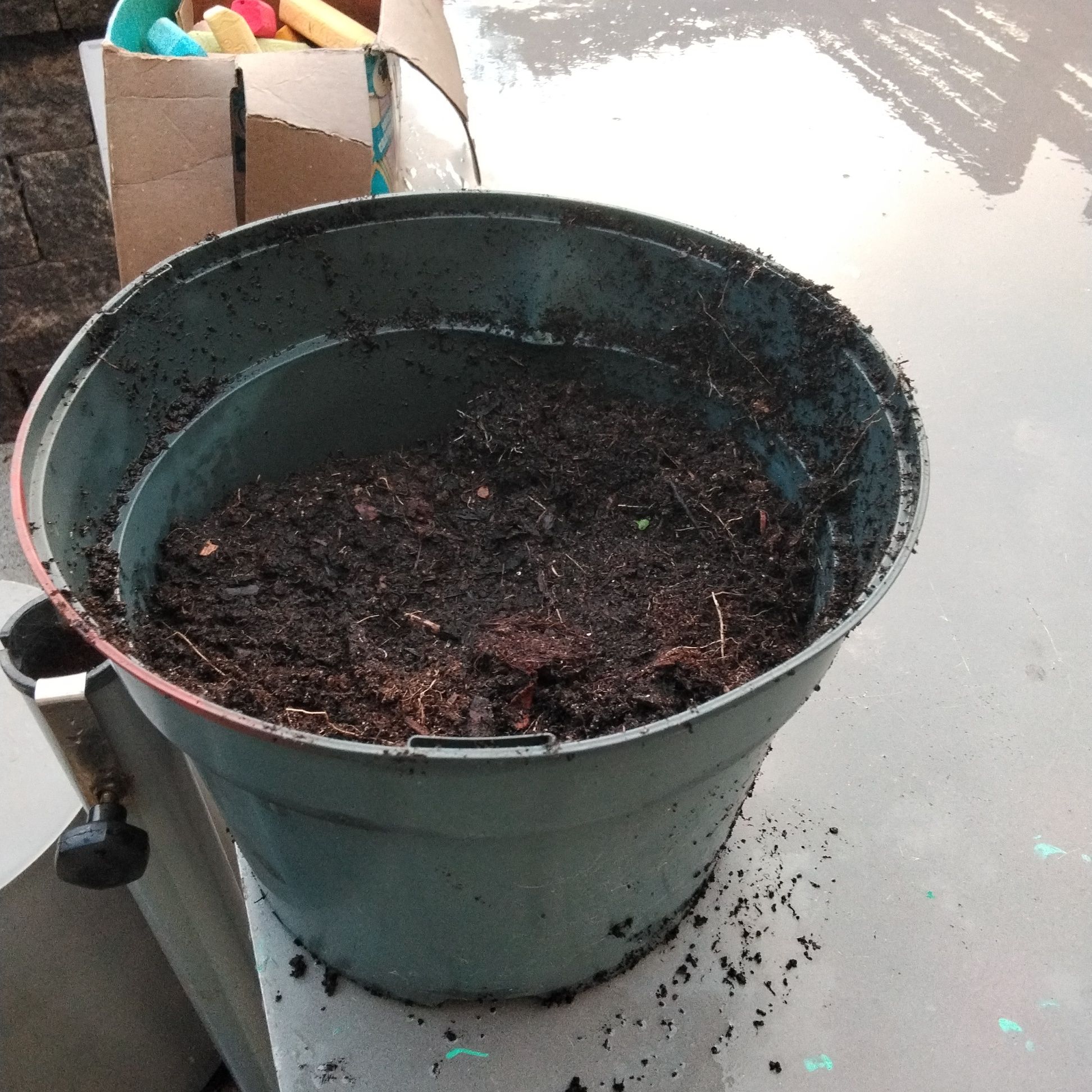 Photo of the plant species Apple Tree by @ExoticGutweed90 named Pippy on Greg, the plant care app