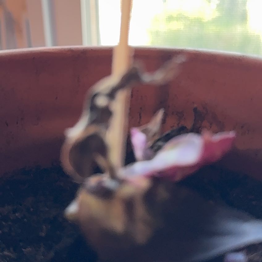 Photo of the plant species Indian Pipe by @ValidHornwort82 named Tolkien on Greg, the plant care app