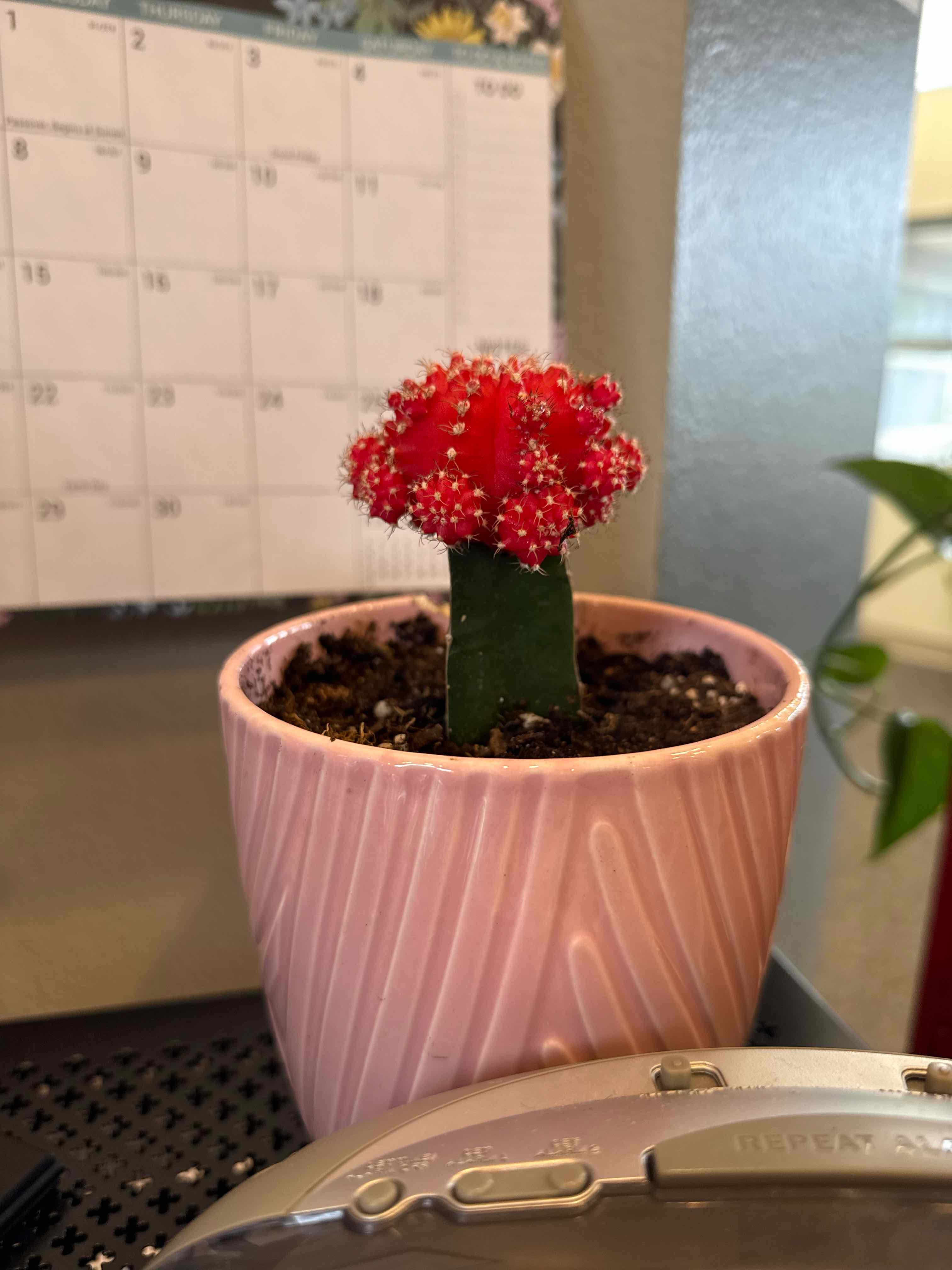 Photo of the plant species Grafted Cactus by @DeanCentro55 named Luna on Greg, the plant care app