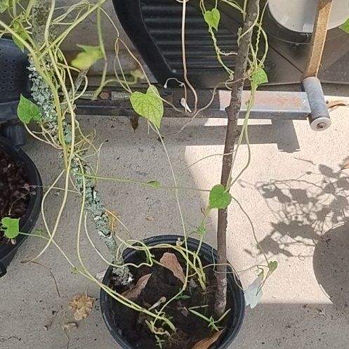 Photo of the plant species Morning Glory by @AffableMum73 named Surya on Greg, the plant care app